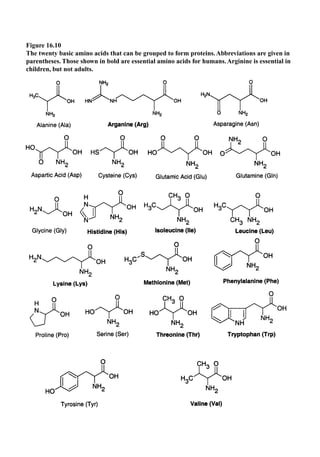Figure 16.10
The twenty basic amino acids that can be grouped to form proteins.Abbreviations are given in
parentheses. Those shown in bold are essential amino acids for humans.Arginine is essential in
children, but not adults.
 