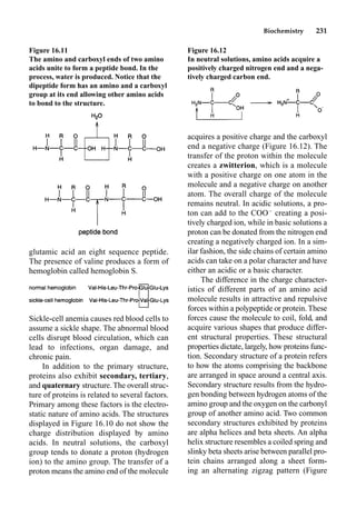 Biochemistry 231
glutamic acid an eight sequence peptide.
The presence of valine produces a form of
hemoglobin called hemoglobin S.
Sickle-cell anemia causes red blood cells to
assume a sickle shape. The abnormal blood
cells disrupt blood circulation, which can
lead to infections, organ damage, and
chronic pain.
In addition to the primary structure,
proteins also exhibit secondary, tertiary,
and quaternary structure. The overall struc-
ture of proteins is related to several factors.
Primary among these factors is the electro-
static nature of amino acids. The structures
displayed in Figure 16.10 do not show the
charge distribution displayed by amino
acids. In neutral solutions, the carboxyl
group tends to donate a proton (hydrogen
ion) to the amino group. The transfer of a
proton means the amino end of the molecule
acquires a positive charge and the carboxyl
end a negative charge (Figure 16.12). The
transfer of the proton within the molecule
creates a zwitterion, which is a molecule
with a positive charge on one atom in the
molecule and a negative charge on another
atom. The overall charge of the molecule
remains neutral. In acidic solutions, a pro-
ton can add to the COO
creating a posi-
tively charged ion, while in basic solutions a
proton can be donated from the nitrogen end
creating a negatively charged ion. In a sim-
ilar fashion, the side chains of certain amino
acids can take on a polar character and have
either an acidic or a basic character.
The difference in the charge character-
istics of different parts of an amino acid
molecule results in attractive and repulsive
forces within a polypeptide or protein.These
forces cause the molecule to coil, fold, and
acquire various shapes that produce differ-
ent structural properties. These structural
properties dictate, largely, how proteins func-
tion. Secondary structure of a protein refers
to how the atoms comprising the backbone
are arranged in space around a central axis.
Secondary structure results from the hydro-
gen bonding between hydrogen atoms of the
amino group and the oxygen on the carbonyl
group of another amino acid. Two common
secondary structures exhibited by proteins
are alpha helices and beta sheets. An alpha
helix structure resembles a coiled spring and
slinky beta sheets arise between parallel pro-
tein chains arranged along a sheet form-
ing an alternating zigzag pattern (Figure
Figure 16.11
The amino and carboxyl ends of two amino
acids unite to form a peptide bond. In the
process, water is produced. Notice that the
dipeptide form has an amino and a carboxyl
group at its end allowing other amino acids
to bond to the structure.
Figure 16.12
In neutral solutions, amino acids acquire a
positively charged nitrogen end and a nega-
tively charged carbon end.
 