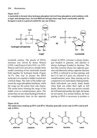 234 Biochemistry
strand. In DNA, cytosine is always hydro-
gen bonded to guanine, and adenine is
always hydrogen bonded to thymine. The
fact that cytosine always lies opposite gua-
nine and adenosine always opposite thymine
in DNA is referred to as base pairing, and
the C-G and A-T pairs are referred to as
complementary pairs. Base pairing can be
compared to two individuals shaking hands.
Both individuals can easily shake hands
when both use either their right or left
hands. However, when one person extends
the left hand and another the right, the hands
do not match. In a similar fashion, the base
pairing in DNA is necessary to produce a
twentieth century. The puzzle of DNA’s
structure was solved by James Watson
(1928–) and Francis Crick (1916–) in 1953.
Watson and Crick arrived at a double helix
model consisting of two nucleotide strands
held together by hydrogen bonds (Figure
16.17). One way to picture the DNA
molecule is to consider a ladder twisted into
a helical shape. The sides of the ladder rep-
resent the sugar-phosphate backbone, while
the rungs are the amine base side chains.
The amine bases forming the rungs of the
ladder exist as complementary pairs. The
amine base on one strand hydrogen bonds to
its complementary base on the opposite
Figure 16.15
A nucleotide is formed when hydrogen phosphate derived from phosphoric acid combines with
a sugar and nitrogen base. Several different nitrogen bases may form a nucleotide, and the
hexagon is used as a general symbol for any one of these.
Figure 16.16
The amine bases making up DNA and RNA. Thymine generally occurs only in DNA and uracil
only in RNA.
 