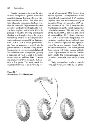 238 Biochemistry
Genetic engineering involves the alter-
ation of an organism’s genetic material in
order to introduce desirable effects or elim-
inate undesirable effects. The most basic
form of genetic engineering has been prac-
ticed for thousands of years ever since our
ancestors used selective breeding to culti-
vate heartier plants and animals. While the
practice of selective breeding continues to
ﬂourish, genetic engineering in the twenty-
ﬁrst century involves the modern practice of
synthesizing recombinant DNA. Recombi-
nant DNA is DNA in which genetic mate-
rial from one organism is spliced into the
genetic material of another. Using restric-
tion enzymes to cut a section out of plasmid,
DNA obtained from an organism, typically
a bacterium or yeast, is used in the initial
step to create recombinant DNA. Plasmids
are small circular DNA molecules that con-
tain a few genes. The same restriction
enzyme is then used to cut a matching sec-
tion of chromosomal DNA (gene) from
another organism. The exposed ends of the
plasmid and chromosomal DNA contain
unpaired bases that are complementary to
each other. Using enzymes called DNA lig-
ases, the ends of the DNA from the two dif-
ferent organisms can be joined. Because the
ends of chromosomal DNA stick to the ends
of the plasmid DNA, the ends are called
sticky ends (Figure 16.19). Once chromoso-
mal DNA is inserted into the plasmid, the
bacterium containing the recombined plas-
mid is allowed to reproduce. The reproduc-
tion of the bacteria produces clones. Clones
are cells with identical DNA that originated
from a single cell. In this manner multiple
copies of genes coded for speciﬁc proteins
can be made. The protein produced in the
bacterium can then be extracted for human
use.
Today thousands of products in med-
icine, agriculture, and industry are geneti-
Figure 16.19
Recombinant DNA (Rae Déjur)
 