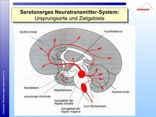 Copyright:BündnisgegenDepressione.V.
Serotonerges Neurotransmitter-System:
Ursprungsorte und Zielgebiete
Serotonerges Neurotransmitter-System:
Ursprungsorte und Zielgebiete
 