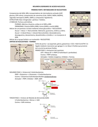 RESUMEN LEGENDARIO DE ACIDOS NUCLEICOS
PRIMERA PARTE: METABOLISMO DE NUCLEOTIDOS
Componentes del ADN, ARN, transportadores de intermediarios activado (UDP-
glucosa, CDP-colina), componentes de coenzimas (CoA, FADH2, NADH, NADPH),
segundos mensajeros (AMPc, GMPc) y compuestos regulatorios.
ESTRUCTURA: Base nitrogenada + pentosa + fosfatos.
2 FAMILIAS: Purinas y pirimidinas.
PURINAS: Adenina y Guanina, ambas en el ADN y ARN.
PIRIMIDINAS: Citosina (ADN y ARN), timina (ADN) y uracilo (ARN).
Adicion de una pentosa a la base mediante enlace glucosidico = NUCLEOSIDO.
Azucar = ribosa => ribonucleotido: Adenosina, guanosina, citidina y uridina.
Azucar = 2-deoxirribosa => desoxirribonucleotidos: desoxiadenosina,
desoxiguanina, desoxicitosina, desoxitimidina o timidina => se incorporan al
ADN.
Adicion de un grupo fosfato a un nucleosido = NUCLEOTIDO.
SINTESIS DE NUCLEOTIDOS – PURINAS
Anillo de purina = aa (aspartato, glicina, glutamina) + CO2 + N10-FormilTHF. En
hígado mediante reacciones que agregan C a la ribosa 5-fosfato que proviene
de la via de las pentosas fosfato.
PRIMER PASO => Activacion de la pentosa:
ATP + Ribosa 5P => PRPP (5-fosforibosil-1-pirofosfato)
Enzima = PRPP sintetasa.
Activador = fosfato inorgánico, Inhibidor = Purinas.
SEGUNDO PASO => Sintesis de 5-fosforibosilamina
PRPP + Glutamina => Glutamato + 5-fosforibosilamina
Enzima = Glutamina:Fosforibosilpirofosfato amidotransferasa.
Activador = PRPP, Inhibidor = AMP, GMP.
TERCER PASO => Sintesis de Ribotido de Glicinamida (GAR)
5-Fosforibosilamina + Glicina => GAR
Enzima = GAR sintetasa.
 