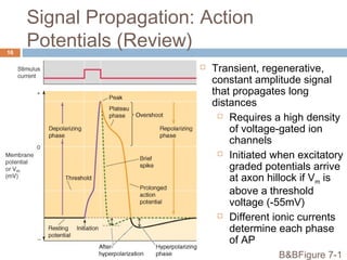 Generation and conduction of action potentials | PPT