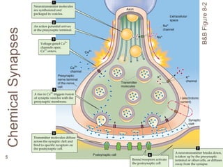 Generation and conduction of action potentials | PPT