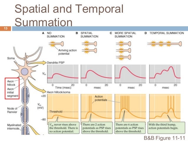 Generation And Conduction Of Action Potentials Generation And Conduction Of Action Potentials