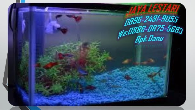 089624819055, Harga Aquarium, Harga Aquarium Aquascape