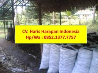 Call/WA: 0852.1377.7757, Jual arang batok kelapa / sell coconut shell chorcoal