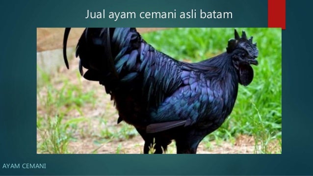 Jual Ayam Cemani Asli Batam 0822 8377 8944 T Sel