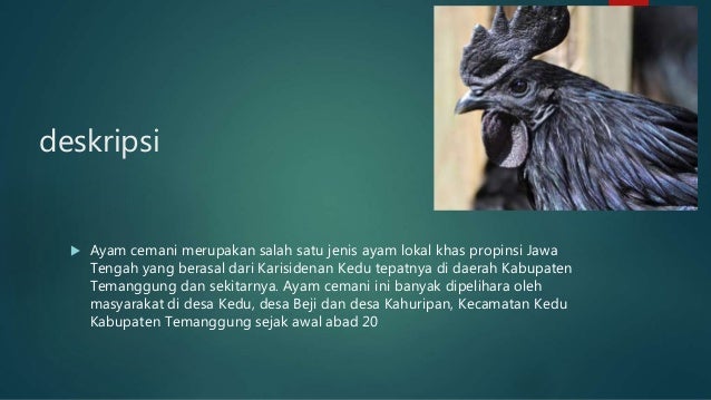 Jual ayam cemani asli batam 0822-8377-8944 (T-Sel)