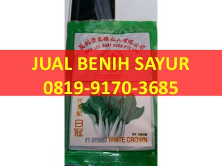 0819-9170-3685 (XL), Jual Benih Sawi Pahit