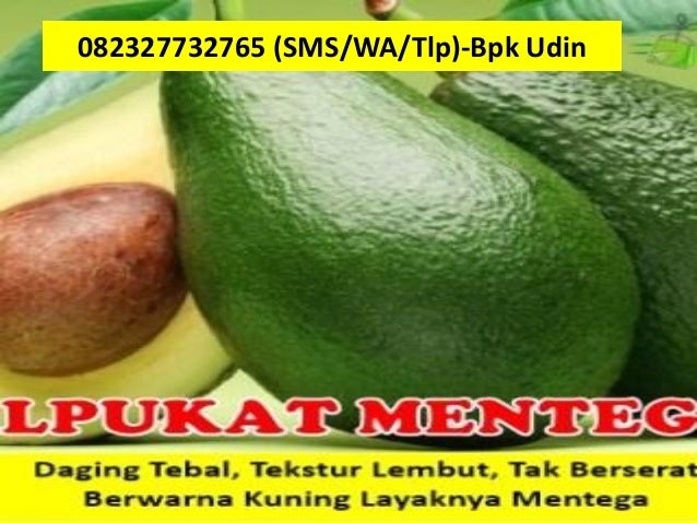 Jual bibit alpukat unggulan copy 5