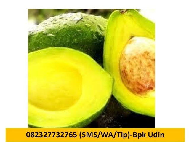 Jual bibit alpukat unggulan copy 5