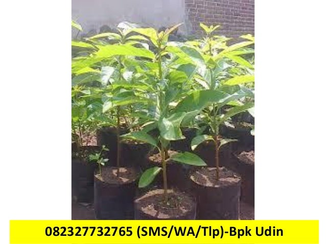 Jual bibit alpukat unggulan copy 5
