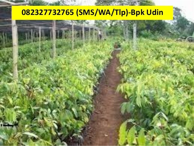 Jual bibit alpukat unggulan copy 5