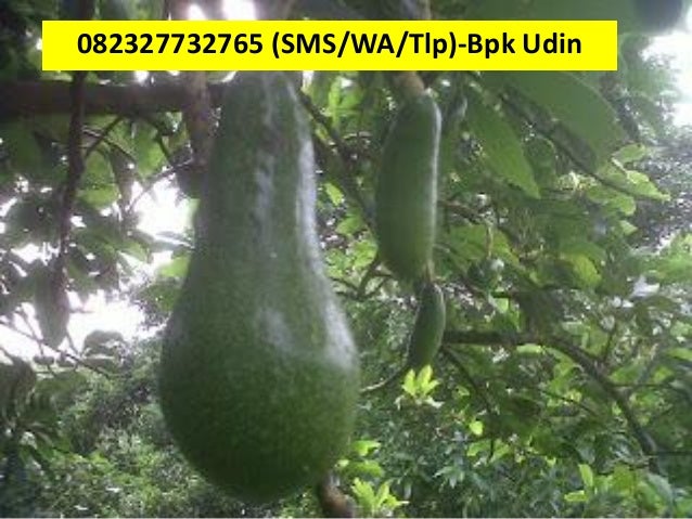 Jual bibit alpukat unggulan copy 5