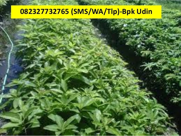 Jual bibit alpukat unggulan copy 5
