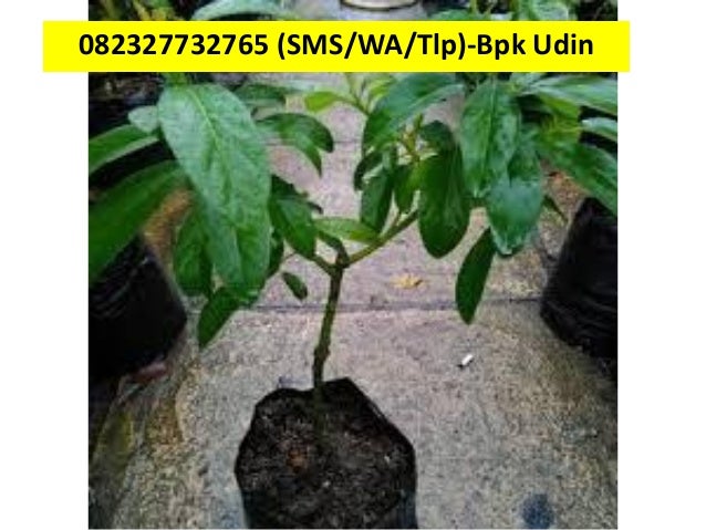 Jual bibit alpukat unggulan copy 5
