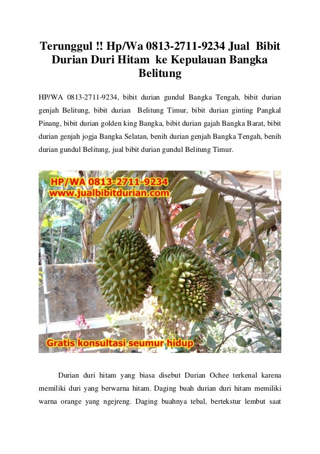 Terunggul Hp Wa 0813 2711 9234 Jual Bibit Durian Duri Hitam Ke K
