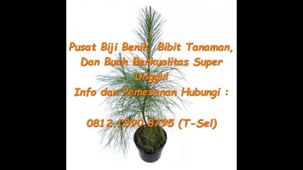 0812.1890.8795 (TSel),Harga Bibit Pohon Pinus Merkusii