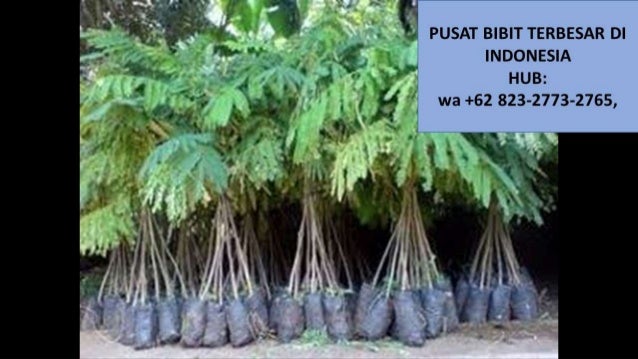 wa +62 82327732765, Jual Bibit Alpukat Unggul Super Mentega di KABU…