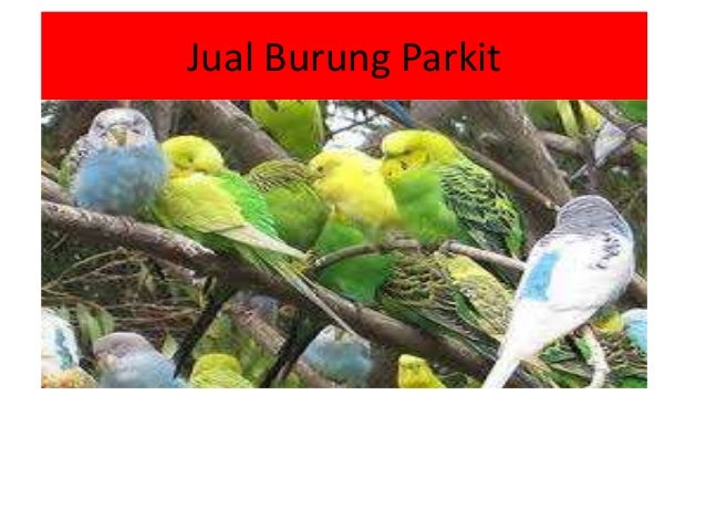 Wa 085 741 356 499 Harga Burung Parkit Burung Parkit Jinak Burung