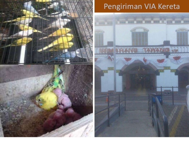 Wa 085 741 356 499 Harga Burung Parkit Burung Parkit Jinak Burung