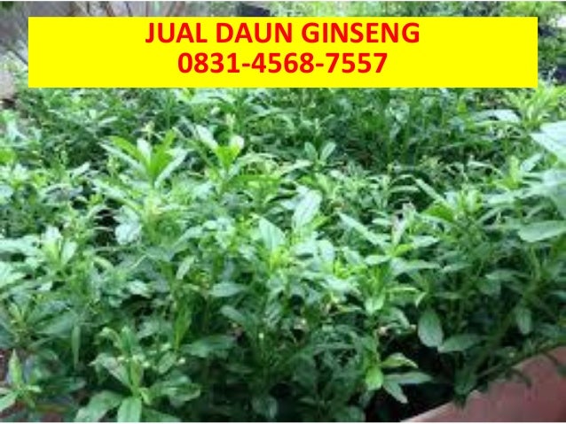 Daun Ginseng Sayur 0831 4568 7558 Wa Sms