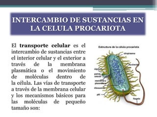 INTERCAMBIO DE SUSTANCIAS EN
    LA CELULA PROCARIOTA

El transporte celular es el
intercambio de sustancias entre
el interior celular y el exterior a
través     de    la    membrana
plasmática o el movimiento
de     moléculas     dentro     de
la célula. Las vías de transporte
a través de la membrana celular
y los mecanismos básicos para
las moléculas de pequeño
tamaño son:
 