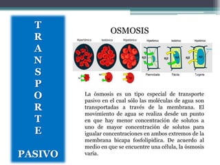 T
                   OSMOSIS
  R
  A
  N
  S
  P
  O      La ósmosis es un tipo especial de transporte
         pasivo en el cual sólo las moléculas de agua son
  R      transportadas a través de la membrana. El
         movimiento de agua se realiza desde un punto
  T      en que hay menor concentración de solutos a
         uno de mayor concentración de solutos para
  E      igualar concentraciones en ambos extremos de la
         membrana bicapa fosfolipidica. De acuerdo al
         medio en que se encuentre una célula, la ósmosis
PASIVO   varía.
 