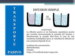 T             DIFUSION SIMPLE
  R
  A
  N
  S
  P
  O      La difusión pasiva es un fenómeno espontáneo puesto
         que suceden incrementando la entropía del sistema, y
  R      disminuyendo la energía libre.[Para el caso de una
         membrana fosfolipídica pura, la velocidad de difusión de
  T      una sustancia depende de su:

  E      Gradiente de concentración,
         Hidrofobicidad,
         Tamaño,
PASIVO   Carga, si la molécula posee carga neta.
 