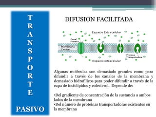T            DIFUSION FACILITADA
  R
  A
  N
  S
  P
  O      Algunas moléculas son demasiado grandes como para
  R      difundir a través de los canales de la membrana y
         demasiado hidrofílicos para poder difundir a través de la
  T      capa de fosfolípidos y colesterol. Depende de:

  E      •Del gradiente de concentración de la sustancia a ambos
         lados de la membrana
         •Del número de proteínas transportadoras existentes en
PASIVO   la membrana
 