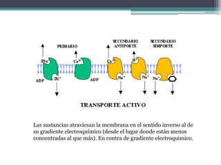 Las sustancias atraviesan la membrana en el sentido inverso al de
su gradiente electroquímico (desde el lugar donde están menos
concentradas al que más). En contra de gradiente electroquímico.
 