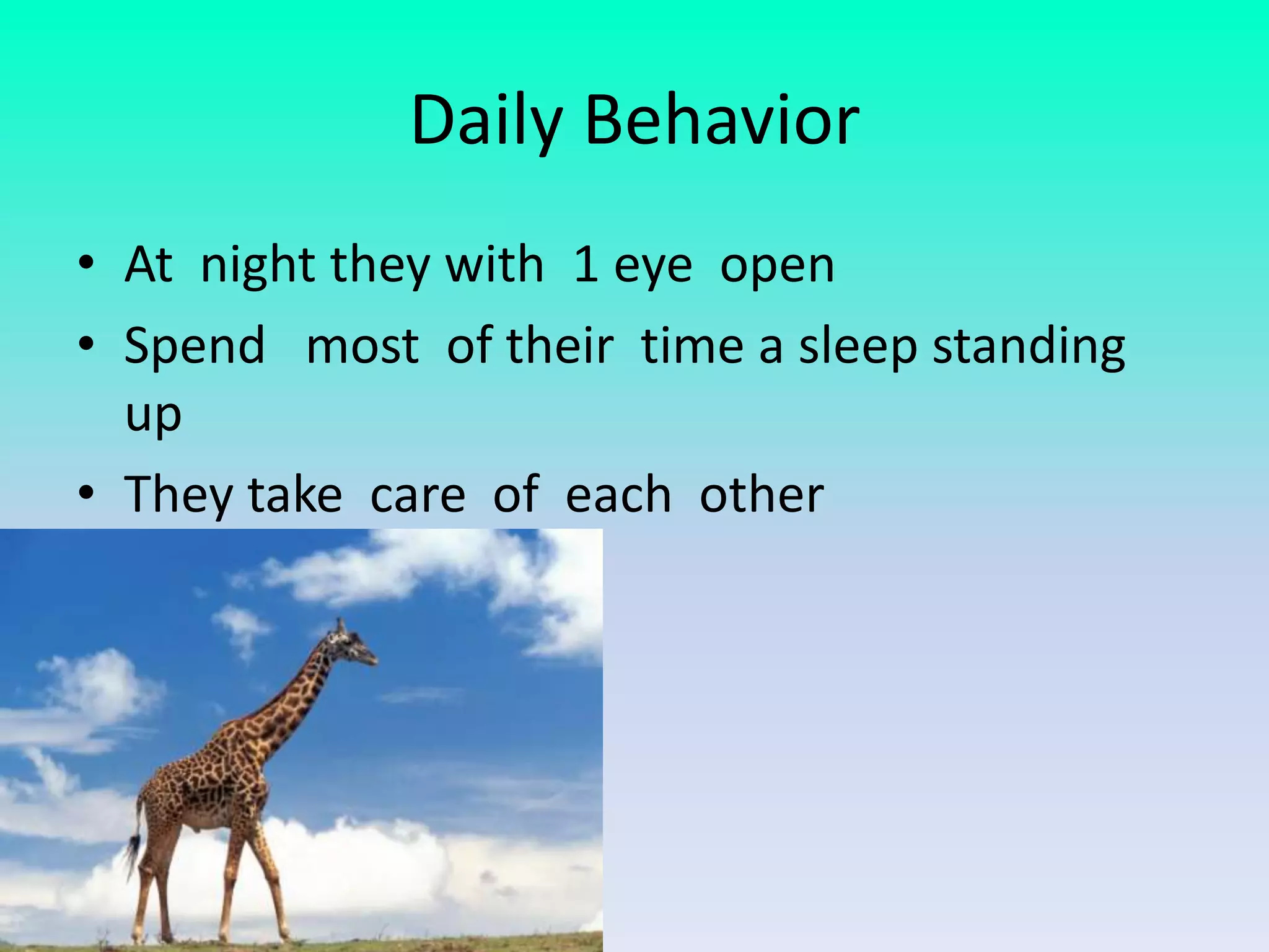 Daily Behavior
• At night they with 1 eye open
• Spend most of their time a sleep standing
  up
• They take care of each other
 