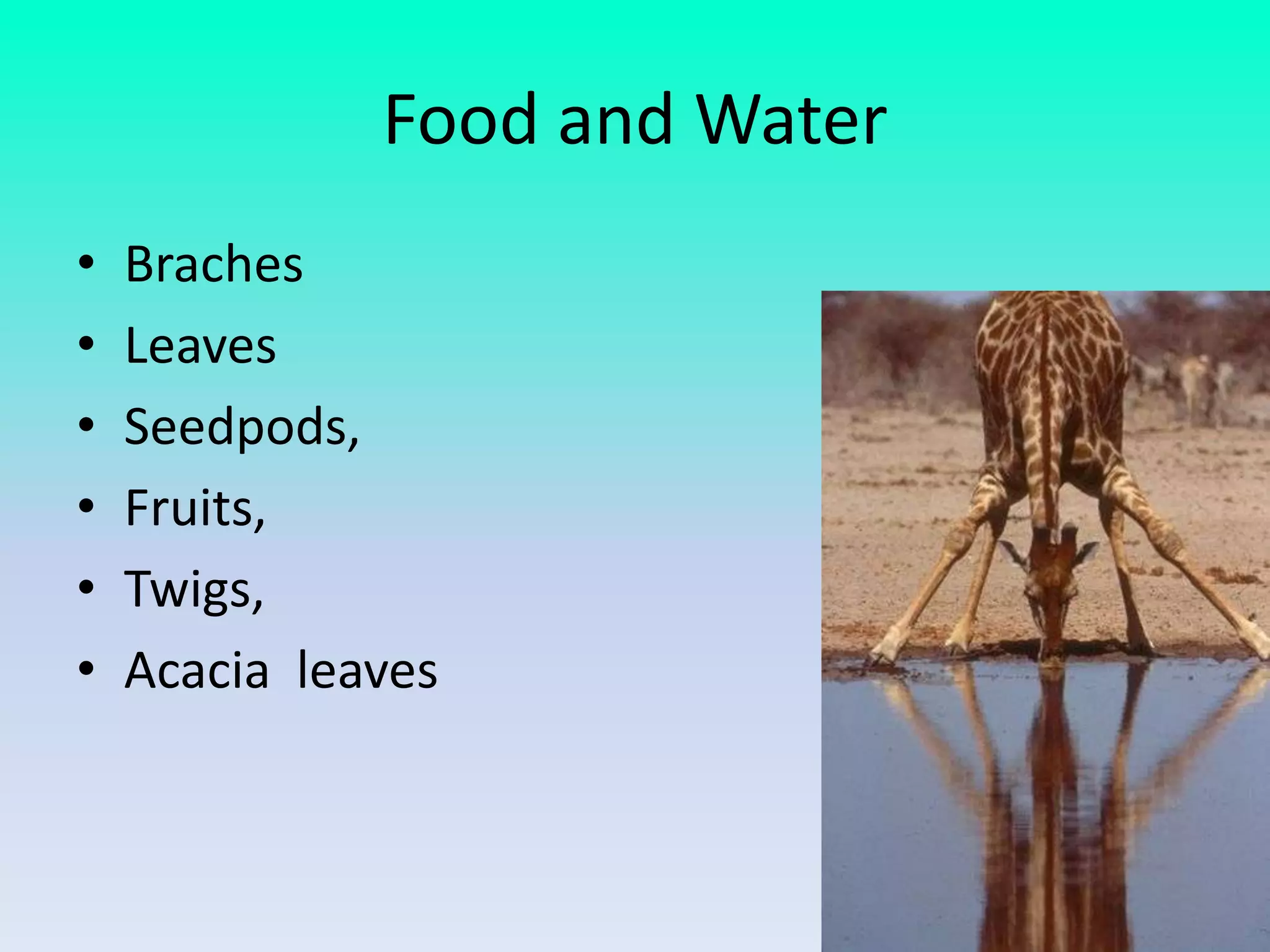 Food and Water
•   Braches
•   Leaves
•   Seedpods,
•   Fruits,
•   Twigs,
•   Acacia leaves
 