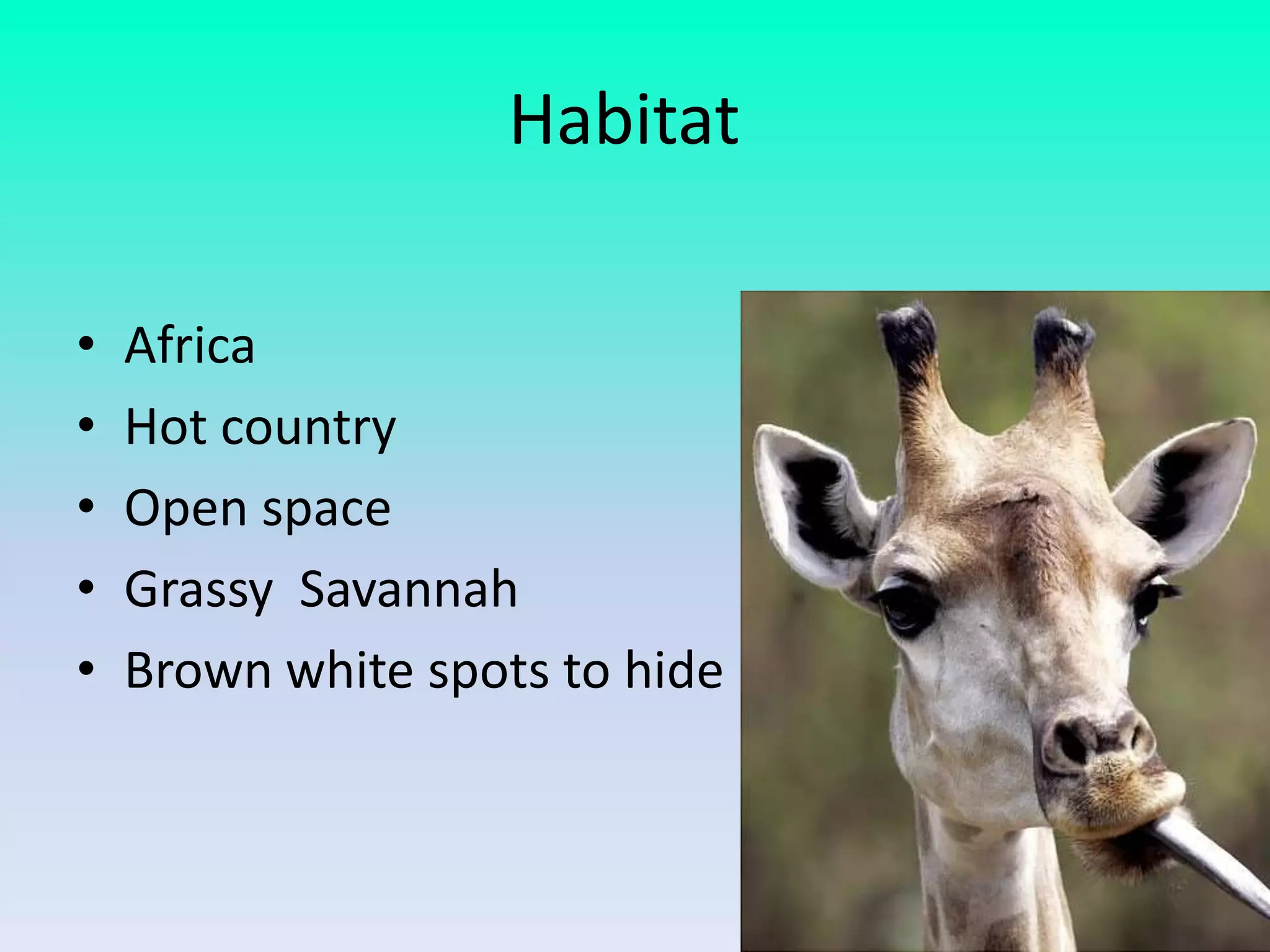 Habitat

•   Africa
•   Hot country
•   Open space
•   Grassy Savannah
•   Brown white spots to hide
 