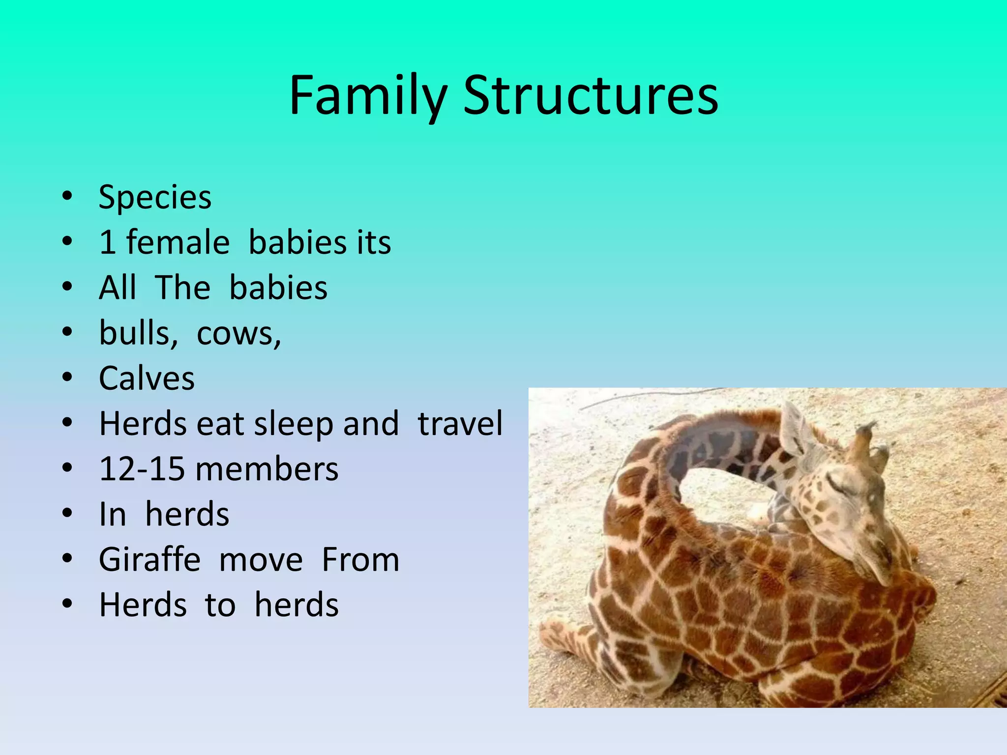 Family Structures
•   Species
•   1 female babies its
•   All The babies
•   bulls, cows,
•   Calves
•   Herds eat sleep and travel
•   12-15 members
•   In herds
•   Giraffe move From
•   Herds to herds
 