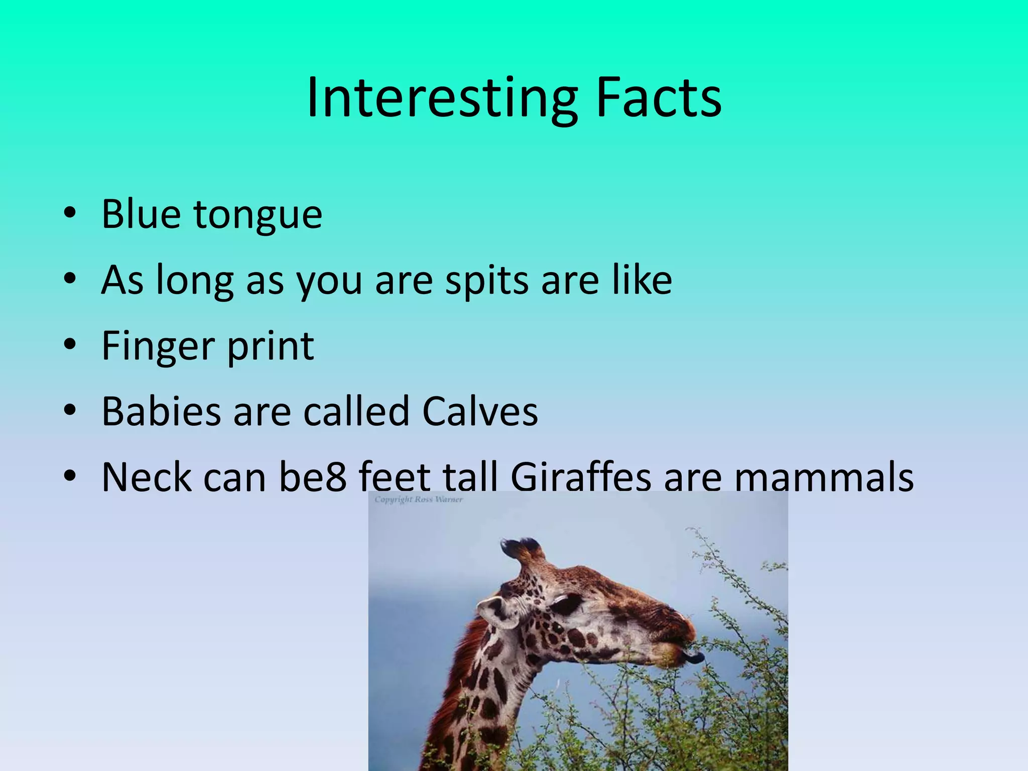 Interesting Facts
•   Blue tongue
•   As long as you are spits are like
•   Finger print
•   Babies are called Calves
•   Neck can be8 feet tall Giraffes are mammals
 