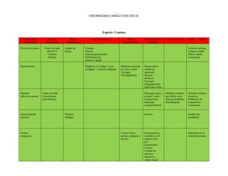 ENFERMEDADES VIRALES POR ESPECIE




                                                                       Especie: Caninos

  Nombre de la           Signos           Signos             Signos Digestivos              Signos           Signos en piel y     Signos Nerviosos     Otros      Signos
  enfermedad          Prodrómicos      Respiratorios                                     Reproductivos          mucosas

Parvovirus canino    Fiebre elevada   Cuadro de        Vómitos                                                                                         Arritmia cardiaca.
                       (40-42°C)      disnea           Diarrea                                                                                         Colapso mortal.
                        Vómitos                        (mucosanguinolenta)                                                                             Muerte súbita.
                        Diarrea                        Deshidratación                                                                                  Leucopenia.
                                                       intensa y rápida

Papilomatosis                                          Papiloma en esófago, surco      Papilomas grandes     Proyecciones
                                                       esofágico e intestino delgado   en vulva y pene       sólidas de
                                                                                       Verrugas              epidermis
                                                                                       Fibropapilomas        Micosis
                                                                                                             dérmicas
                                                                                                             Verrugas
                                                                                                             Fibropapilomas
                                                                                                             Papilomas orales

Hepatitis           Fiebre elevada.                                                                          Descarga serosa      Parálisis terminal   Arritmia cardiaca.
infecciosa canina   Convulsiones                                                                             en ojos y nariz.     que afecta una o     Anorexia.
                    intermitentes.                                                                           Conjuntivitis.       más extremidades.    Problemas de
                                                                                                             Opacidad             Encefalopatía        coagulación.
                                                                                                             corneal bilateral.                        Leucopenia.


Enfermedad de                         Parálisis                                                              Escozor                                   Parálisis de
Aujesky                               faríngea                                                                                                         mandíbula




Ectima                                                                                 Lesión vulvar,        Descamación y                             Depresión de la
contagiosa                                                                             perineo, prepucio y   recambio en el                            respuesta inmune.
                                                                                       escroto.              epitelio de la
                                                                                                             piel.
                                                                                                             Escalasiones.
                                                                                                             Úlceras.
                                                                                                             Lesione en
                                                                                                             mucosas
                                                                                                             digestivas,
                                                                                                             ocular, nasal,
 