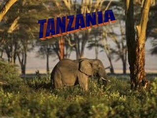 TANZANIA 