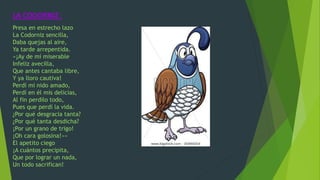 LA CODORNIZ :
Presa en estrecho lazo
La Codorniz sencilla,
Daba quejas al aire,
Ya tarde arrepentida.
«¡Ay de mí miserable
Infeliz avecilla,
Que antes cantaba libre,
Y ya lloro cautiva!
Perdí mi nido amado,
Perdí en él mis delicias,
Al fin perdilo todo,
Pues que perdí la vida.
¿Por qué desgracia tanta?
¿Por qué tanta desdicha?
¡Por un grano de trigo!
¡Oh cara golosina!»»
El apetito ciego
¡A cuántos precipita,
Que por lograr un nada,
Un todo sacrifican!
 