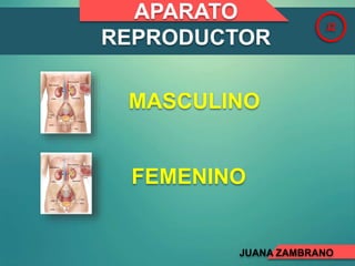 APARATO
REPRODUCTOR
JZ
MASCULINO
FEMENINO
JUANA ZAMBRANO
 