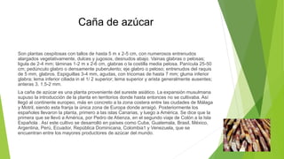 Caña de azúcar
Son plantas cespitosas con tallos de hasta 5 m x 2-5 cm, con numerosos entrenudos
alargados vegetativamente, dulces y jugosos, desnudos abajo. Vainas glabras o pelosas;
ligula de 2-4 mm; láminas 1-2 m x 2-6 cm, glabras o la costilla media pelosa. Panícula 25-50
cm; pedúnculo glabro o densamente puberulento; eje glabro o peloso; entrenudos del raquis
de 5 mm, glabros. Espiguillas 3-4 mm, agudas, con tricomas de hasta 7 mm; gluma inferior
glabra; lema inferior ciliada in el 1/ 2 superior; lema superior y arista generalmente ausentes;
anteras 3, 1.5-2 mm.
La caña de azúcar es una planta proveniente del sureste asiático. La expansión musulmana
supuso la introducción de la planta en territorios donde hasta entonces no se cultivaba. Así
llegó al continente europeo, más en concreto a la zona costera entre las ciudades de Málaga
y Motril, siendo esta franja la única zona de Europa donde arraigó. Posteriormente los
españoles llevaron la planta, primero a las islas Canarias, y luego a América. Se dice que la
primera que se llevó a América, por Pedro de Atienza, en el segundo viaje de Colón a la Isla
Española . Así este cultivo se desarrolló en países como Cuba, Guatemala, Brasil, México,
Argentina, Perú, Ecuador, República Dominicana, Colombia1 y Venezuela, que se
encuentran entre los mayores productores de azúcar del mundo.
 