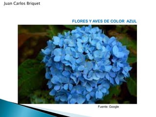 FLORES Y AVES DE COLOR AZUL
Fuente: Google
Juan Carlos Briquet
 