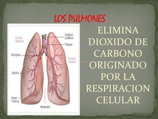 ELIMINA
DIOXIDO DE
  CARBONO
 ORIGINADO
    POR LA
RESPIRACION
  CELULAR
 
