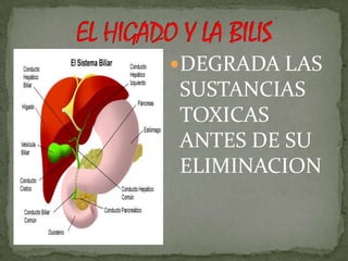 DEGRADA LAS
SUSTANCIAS
TOXICAS
ANTES DE SU
ELIMINACION
 