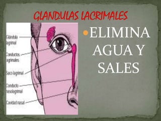 ELIMINA
 AGUA Y
  SALES
 