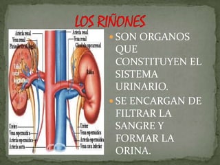  SON ORGANOS
  QUE
  CONSTITUYEN EL
  SISTEMA
  URINARIO.
 SE ENCARGAN DE
  FILTRAR LA
  SANGRE Y
  FORMAR LA
  ORINA.
 