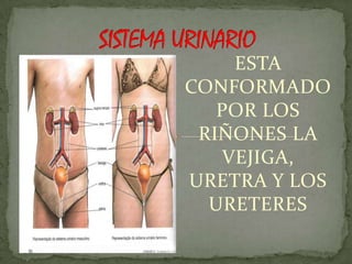 ESTA
CONFORMADO
   POR LOS
 RIÑONES LA
   VEJIGA,
URETRA Y LOS
  URETERES
 