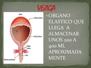  ORGANO
ELASTICO QUE
LLEGA A
ALMACENAR
UNOS 200 A
400 ML
APROXIMADA
MENTE
 