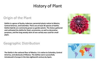 History of Plant    Origin of the Plant Dahlia is a genus of bushy, tuberous, perennial plants native to Mexico, Central America, and Colombia. There are at least 36 species of dahlia. Dahlia hybrids are commonly grown as garden plants. The Aztecs gathered and cultivated the dahlia for food, ceremonies, as well as decorative purposes, and the long woody stem of one variety was used for small pipes.    Geographic Distribution The Dahlia is the national flour of Mexico. It is native to Colombia, Central America, and obviously of Mexico. The dahlias were successfully introduced in Europe in the late eighteenth century by Spain. 